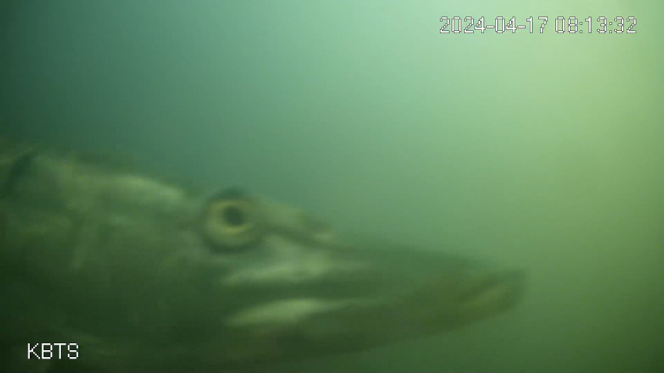 A photo from a security camera-style video feed. The head of a pike can be seen in the bottom-left corner.