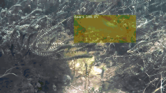 A GIF containing several clips of fish swimming around, with the AI system's detection overlaid on the frames.